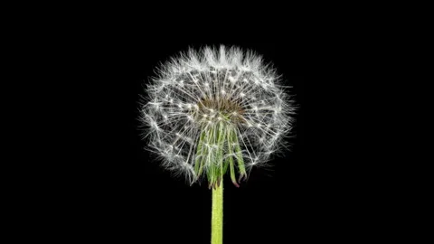 Dandelion Seed Head Blossom Timelapse on a Black Background. Blossoming Whi.. 動画素材 346478391