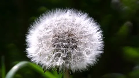 Dandelion seed head blowing in the wind Stock Footage 11160636