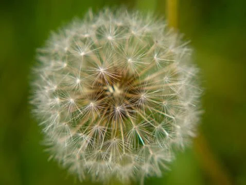 Dandelion seed head clock macro close-up spring nature Stock Photos