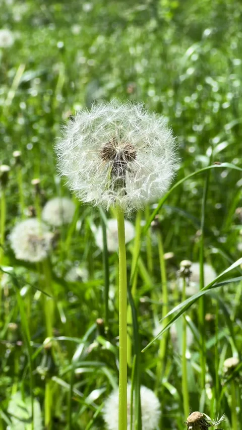 Dandelion Seed Head Close-up in Green Summer Meadow Video stock 309548497