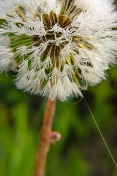 Dandelion seed head close-up Stock Photos