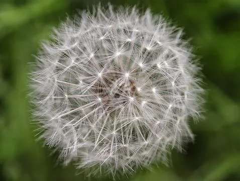 Dandelion seed head close-up Stock Photos