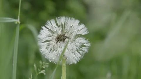 Dandelion Seed Head with Dew Drops Stockbeeldmateriaal 334860163