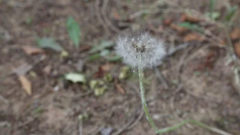 Dandelion Seed Head Fluffy Nature Plant Background Summer Stock Footage 333356239