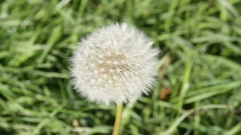 Dandelion Seed Head Stock Footage 849446