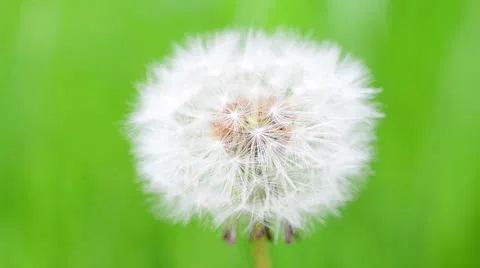 Dandelion seed head Stock Footage 23916319