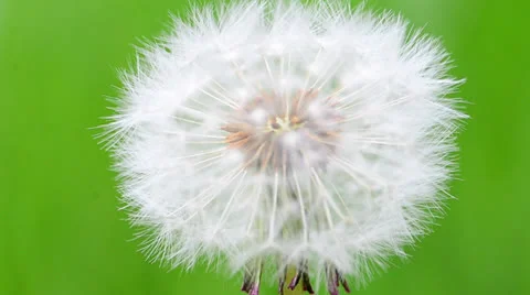 Dandelion seed head Stock Footage 23917013