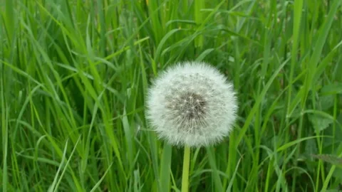 Dandelion seed head Stock-Footage 197351063