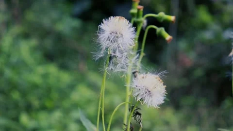Dandelion seed head in the forest Vídeos de archivo 244670534