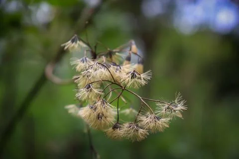 Dandelion seed head in the forest Stock-Fotos