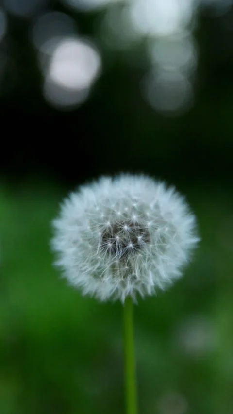 Dandelion seed head gently swaying in a soft breeze. Natural beauty of a su.. Vidéo 335156501