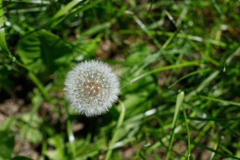 Dandelion Seed Head in Grass Stock Photos