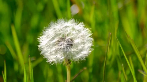 Dandelion Seed Head in Green Grass Field Close Up Video stock 333585153