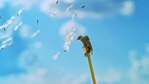 Dandelion seed head losing its seeds in the wind Slow Motion Stock Footage 266994585