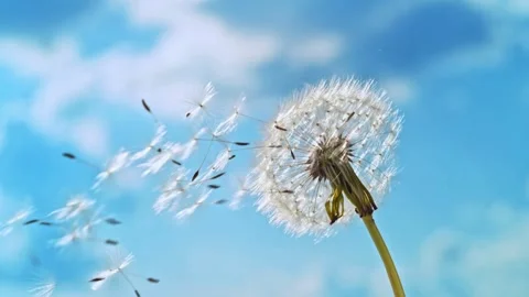Dandelion seed head losing its seeds in the wind Slow Motion Stock Footage 266994672