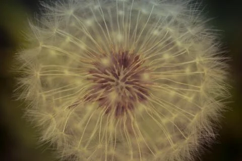 Dandelion Seed Head Macro Stock Photos