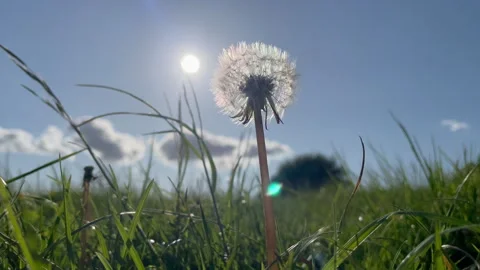 Dandelion seed head in meadow Stock Footage 241568422