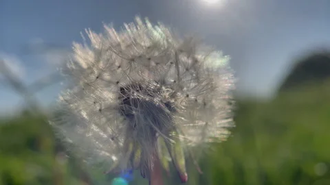 Dandelion seed head in meadow Stock Footage 241568423