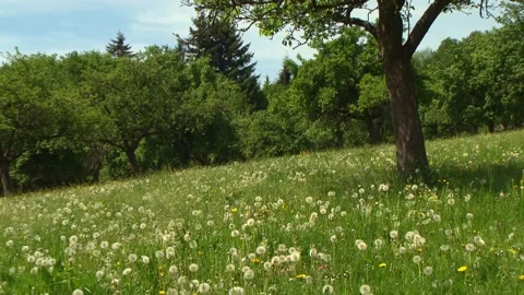 Dandelion seed head in meadow Stock Footage 330451986