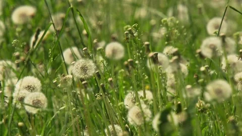 Dandelion seed head in meadow Stock Footage 330452030