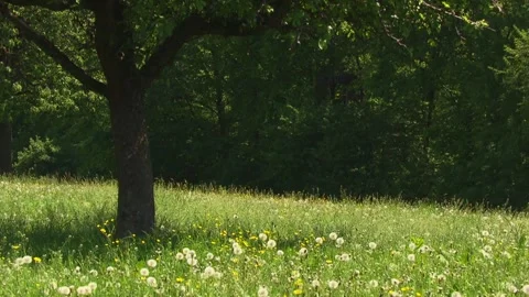 Dandelion seed head in meadow Stock Footage 330452054