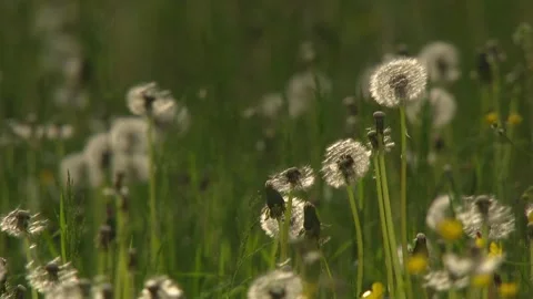 Dandelion seed head in meadow Stock Footage 330452108