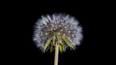 Dandelion seed head opening time lapse Stock Footage 337880681