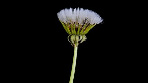 Dandelion seed head opening time lapse Stock Footage 342266471