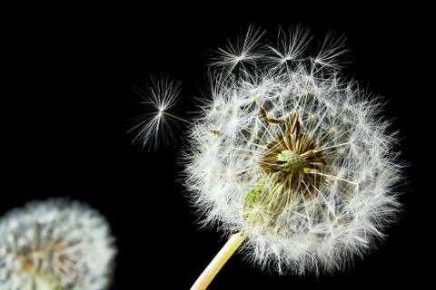 Dandelion seed head Stock Photos