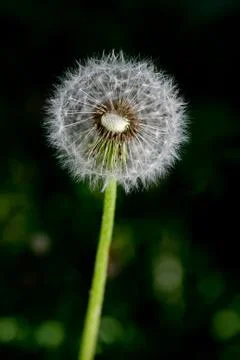 Dandelion Seed Head Foto stock