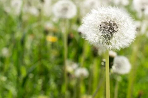 Dandelion Seed Head Stock Photos