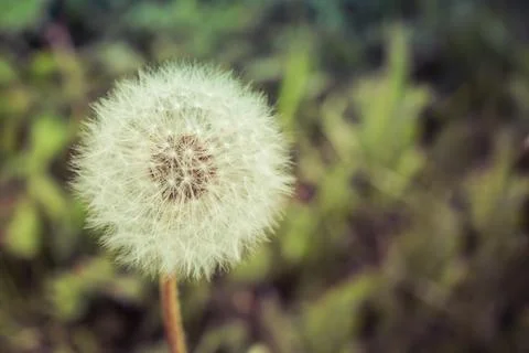 Dandelion Seed Head Stock Photos