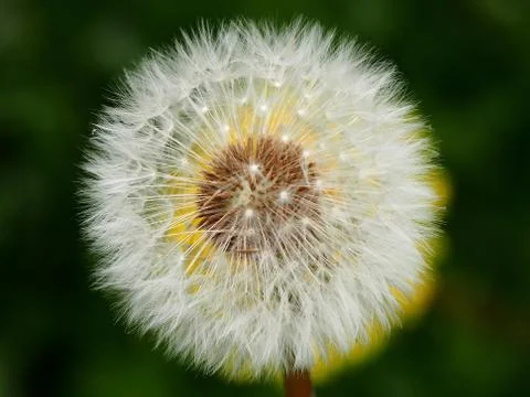 Dandelion seed head Stock Photos