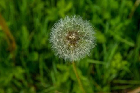 Dandelion seed head Stock Photos
