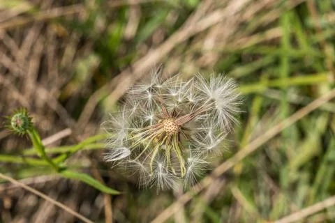 Dandelion seed head Foto stock