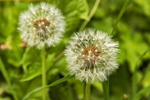 Dandelion seed head Stock Photos