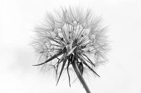 Dandelion seed head Stock Photos