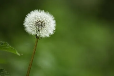 Dandelion seed head Stock Photos