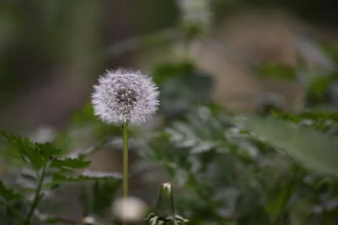 Dandelion seed head Stock Photos