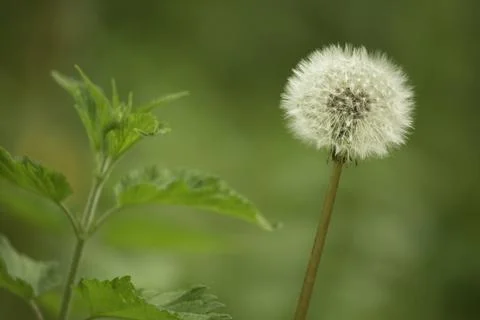 Dandelion seed head Stock Photos
