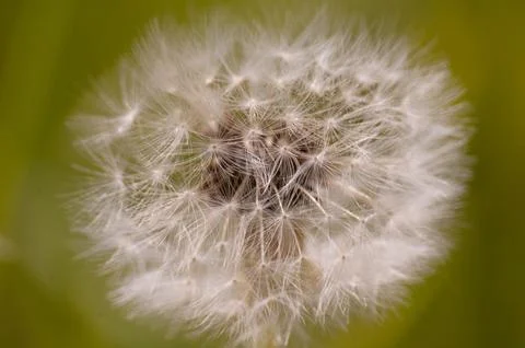 Dandelion seed head Фото