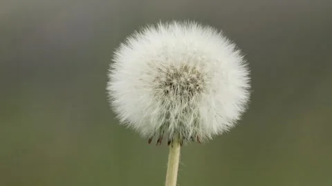 Dandelion seed head plant up-close nature flower puffhead Stock Footage 329142056