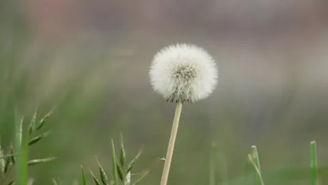 Dandelion seed head plant up-close nature flower puffhead garden meadow Stock Footage 329142127