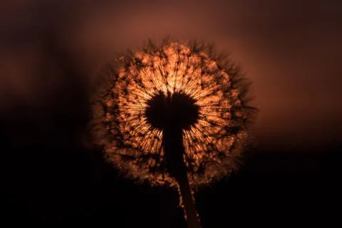 Dandelion seed head with setting sun surrounding it Stock Photos