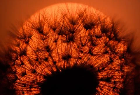 Dandelion seed head with setting sun surrounding it Stock Photos