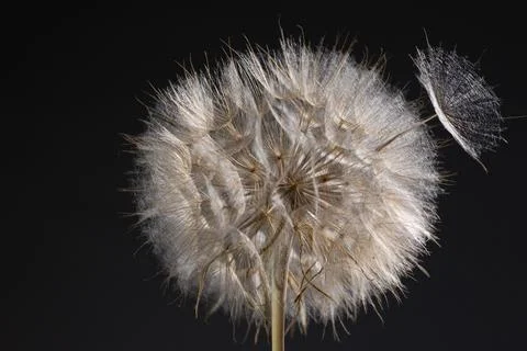 Dandelion Seed Head Showcasing the Delicate Structure of Tragopogon in Nature Stock Photos