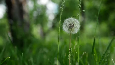 Dandelion Seed Head slightly move by the wind breeze Stock Footage 154869116