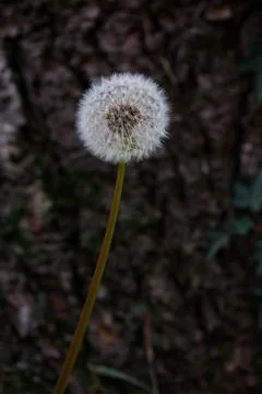 Dandelion seed head with soft urban background Stock Photos