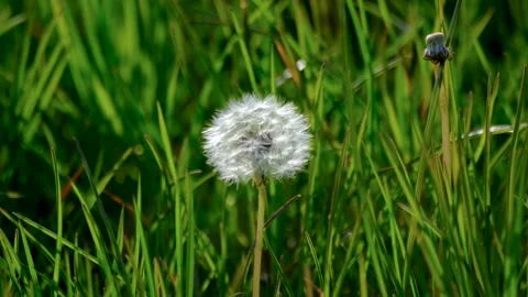 Dandelion Seed Head Standing in Green Grass Stock Footage 333584985