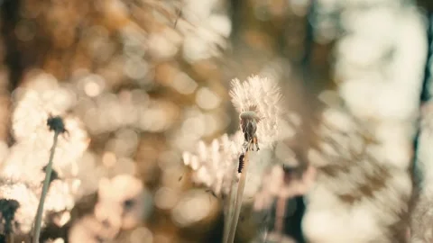 Dandelion seed head in a sun-drenched French field Stock Footage 334779354